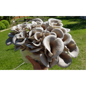 A hand holds a cluster of fresh Pleurotus ostreatus (Tan Oyster) mushrooms outdoors on a grassy lawn, showcasing the quality of our Mushroom Liquid Culture | Tan Oyster | Commercial product.