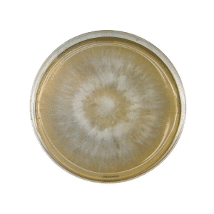 The Colonised Mushroom Culture On Agar Plate | Phoenix Oyster | Pleurotus pulmonarius displays a circular, radiating growth with a pale centre and darker, cloudy edges on agar medium.
