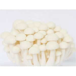 A Colonised Mushroom Culture On Agar Plate (White Elf | Pleurotus nebrodensis) shows smooth-capped, long-stemmed mushrooms growing closely together, displayed against a plain white background.