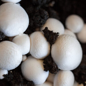 Close-up of several white mushrooms (Agaricus bisporus) emerging from dark, nutrient-rich soil, showcasing the clustered growth that results from successful cultivation using our Colonised Mushroom Culture On Agar Plate | White Button | Agaricus bisporus. The smooth, rounded caps—some featuring delicate texture—are closely grouped together in sharp focus against a softly blurred background, emphasising the healthy fungi produced with this product.