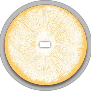 Colonized Agar Plates