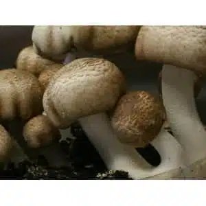 Close-up of Colonised Mushroom Culture on Agar Plate—Almond Mushroom (Agaricus blazei)—showing textured caps and thick stems.