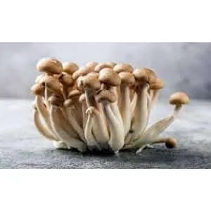 A Colonised Mushroom Culture On Agar Plate (Tan Oyster, Pleurotus ostreatus) with slender stems and rounded caps sits on a grey surface, showcasing the delicate beauty typical of culture displays against a softly blurred grey background.