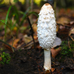 A single white Shaggy Inkcap (Coprinus comatus) mushroom, like the one cultured from Mushroom Liquid Culture | Shaggy Inkcap | Coprinus comatus, stands upright with its conical cap on soil amid green plants, brown leaves, and moss in a forest setting.