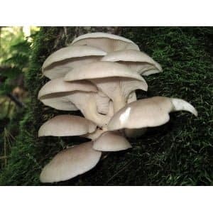 Warm White Oyster (Pleurotus ostreatus) mushrooms grow in a natural outdoor setting, shown here to promote our Mushroom Liquid Culture – a commercial strain ideal for cultivation.