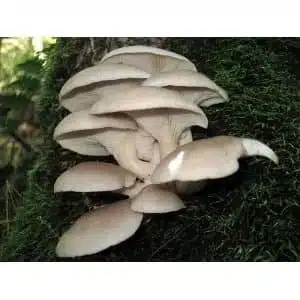 Warm White Oyster (Pleurotus ostreatus) mushrooms grow in a natural outdoor setting, shown here to promote our Mushroom Liquid Culture – a commercial strain ideal for cultivation.