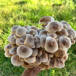 A hand holds a cluster of Shiitake mushrooms (Lentinula edodes), capped and speckled, outdoors on grass—grown from Mushroom Liquid Culture | Shiitake – 3782.