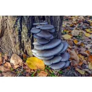 A Colonised Mushroom Culture On Agar Plate of Blue Pearl Oyster (Pleurotus columbinus) is ready for use, ideal for growing your own vibrant mushrooms at home.
