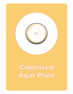 A circular petri dish containing a colony spreading across an agar plate is shown in the centre of a yellow background. Below the dish, the text reads “Colonised Agar Plate.” Presented by rootlab, your trusted mushroom supplies shop.