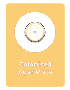 A circular petri dish containing a colony spreading across an agar plate is shown in the centre of a yellow background. Below the dish, the text reads “Colonised Agar Plate.” Presented by rootlab, your trusted mushroom supplies shop.