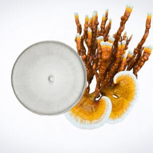 A top view of a Petri dish with a circular fungal colony on the left, next to two brown and white bracket fungi and several upright orange fungal structures on the right, all on a white background.