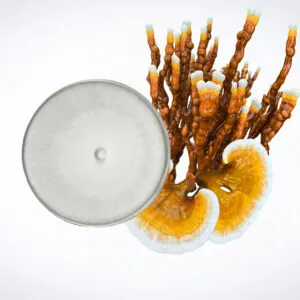 A top view of a Petri dish with a circular fungal colony on the left, next to two brown and white bracket fungi and several upright orange fungal structures on the right, all on a white background.