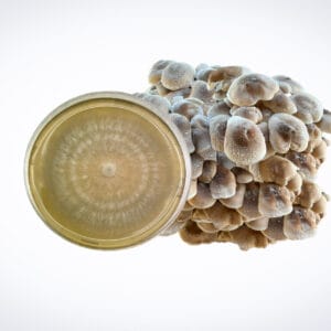 A cluster of greyish-brown mushrooms growing on a substrate block is shown next to a petri dish with a circular fungal colony on nutrient agar, both against a white background.