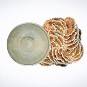A grey ceramic bowl viewed from above sits next to a cluster of brown and white shelf mushrooms against a plain white background.