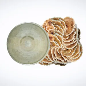 A grey ceramic bowl viewed from above sits next to a cluster of brown and white shelf mushrooms against a plain white background.