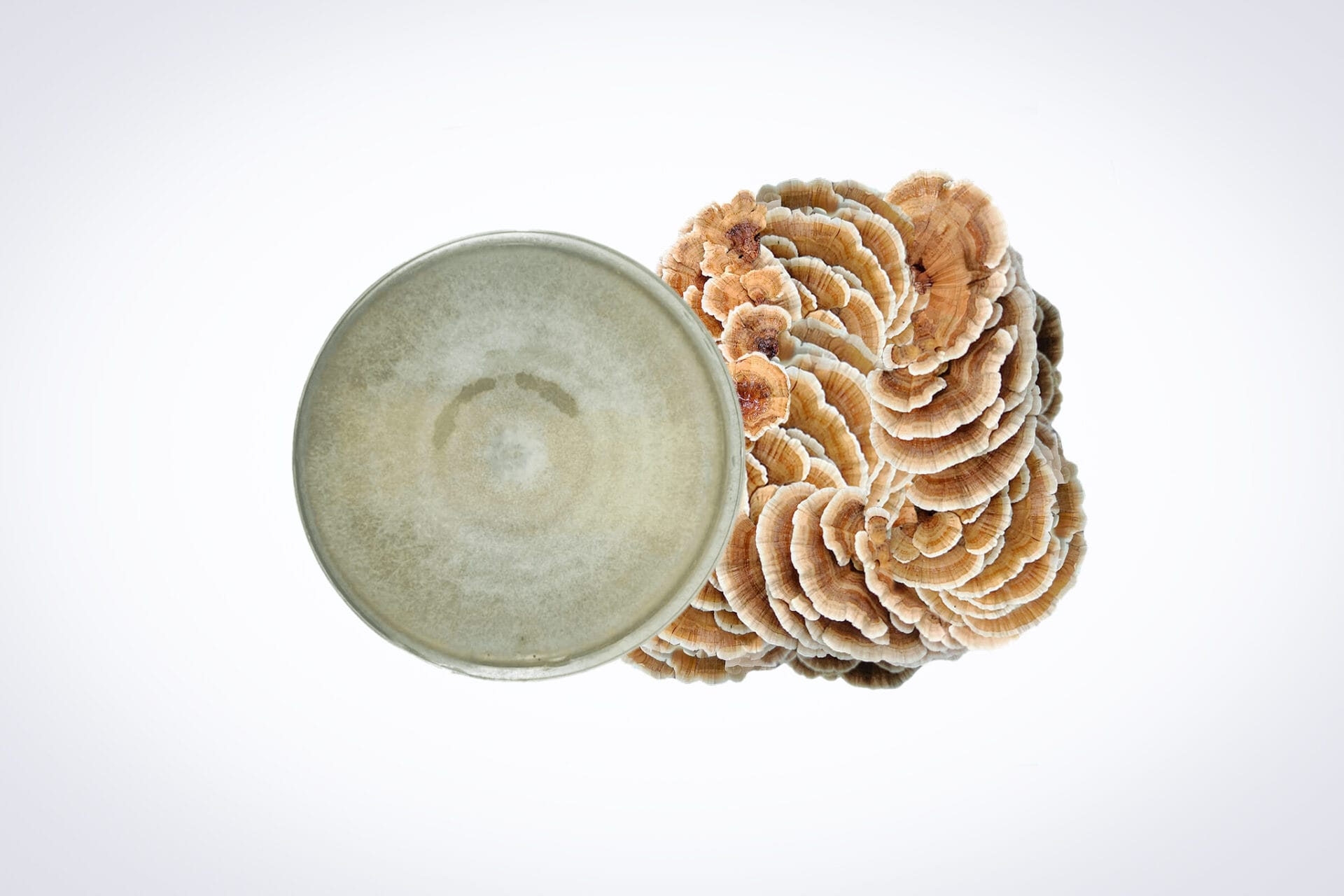 Colonized Mushroom Culture On Agar Plate | Turkey Tail | Trametes versicolor polyporale 1 A grey ceramic bowl viewed from above sits next to a cluster of brown and white shelf mushrooms against a plain white background.