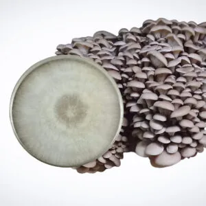 A cluster of oyster mushrooms next to a round Petri dish containing white mycelium, displayed on a plain white background.