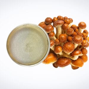 A cluster of brown mushrooms is placed next to a round petri dish containing a fuzzy, light-coloured fungal colony on an off-white background.