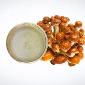 A cluster of brown mushrooms is placed next to a round petri dish containing a fuzzy, light-coloured fungal colony on an off-white background.