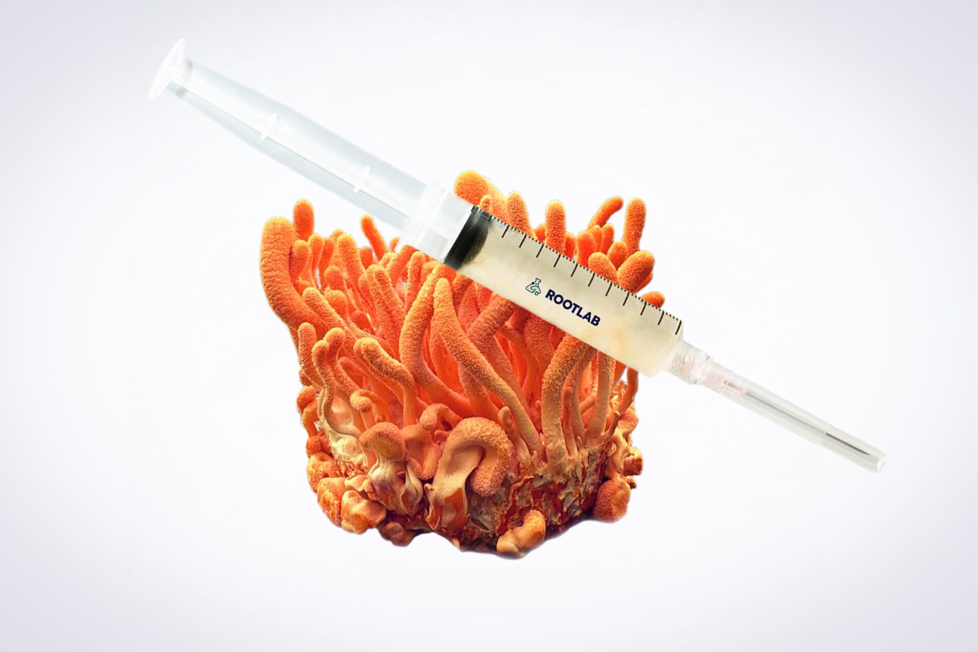 Mushroom Liquid Culture | Cordyceps militaris | Commercial 1 A syringe filled with a yellowish liquid rests on top of an orange cordyceps fungus against a plain light background.