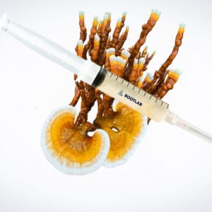 A syringe filled with liquid is placed on top of a bunch of brown and orange mushrooms with fan-shaped caps, against a plain white background.