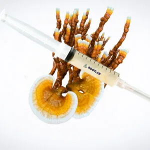 A syringe filled with liquid is placed on top of a bunch of brown and orange mushrooms with fan-shaped caps, against a plain white background.