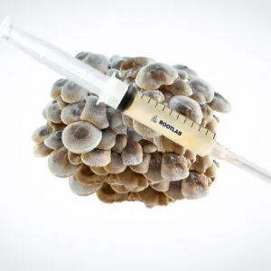 A syringe filled with liquid is placed horizontally on top of a cluster of mushrooms, set against a plain white background.