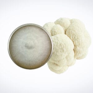 A lion’s mane mushroom sits next to a petri dish containing a grey, fuzzy circular sample of its mycelium, all on a plain white background.