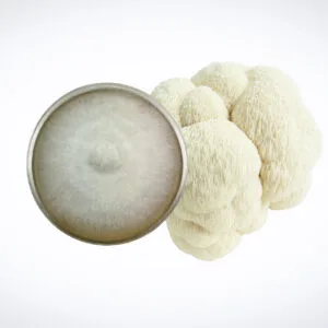 A lion’s mane mushroom sits next to a petri dish containing a grey, fuzzy circular sample of its mycelium, all on a plain white background.