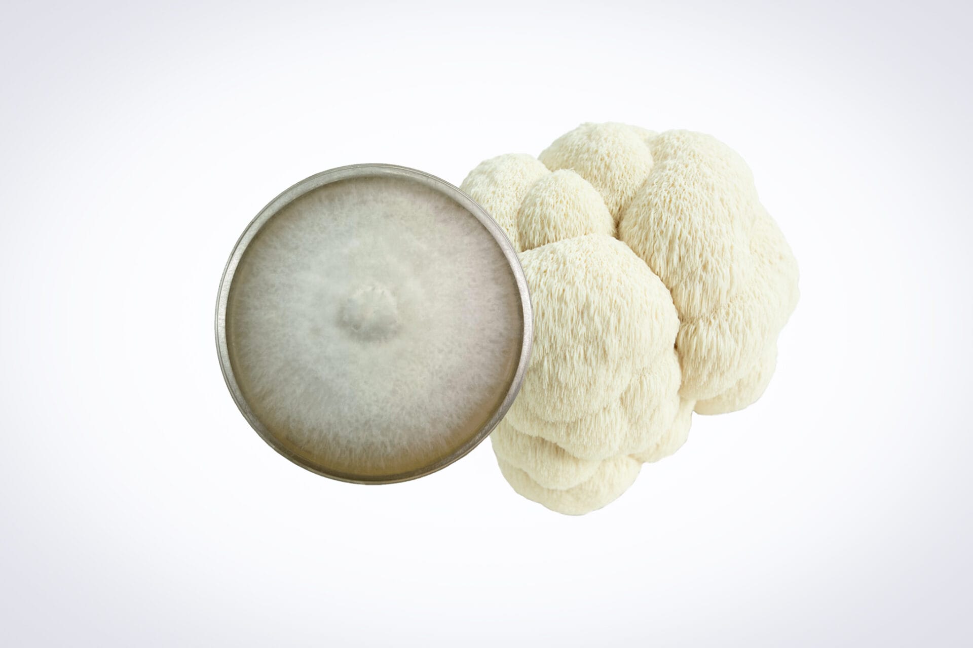 Colonized Mushroom Culture On Agar Plate | Lion’s Mane Pride | Hericium erinaceus 1 A lion’s mane mushroom sits next to a petri dish containing a grey, fuzzy circular sample of its mycelium, all on a plain white background.
