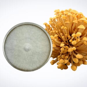 A dense cluster of golden mushrooms is positioned next to a round petri dish filled with white, fuzzy fungal mycelium, both set against a plain white background.