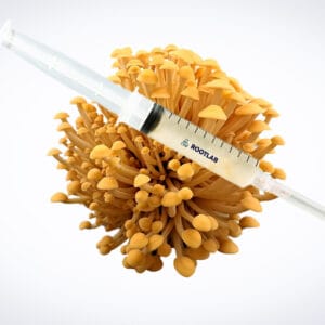 A plastic syringe filled with liquid rests on top of a cluster of yellow mushrooms, isolated against a white background.