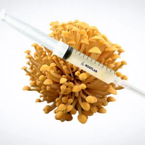 A plastic syringe filled with liquid rests on top of a cluster of yellow mushrooms, isolated against a white background.