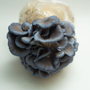 Home 10 A cluster of blue oyster mushrooms grows from a plastic bag filled with substrate, set against a plain white background. The mushrooms have smooth, wavy caps and thick stems.