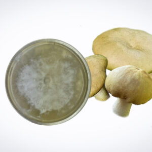 A petri dish with white fungal growth next to three beige mushrooms on a white background.