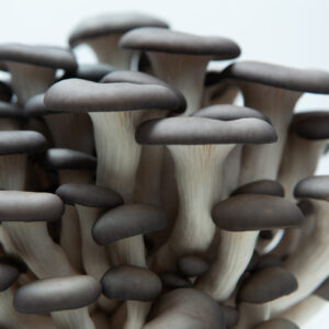 Close-up of a cluster of oyster mushrooms with thick white stems and dark grey to brown caps, set against a plain white background.