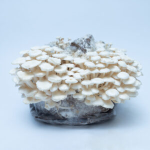 A cluster of small white mushrooms is growing from a substrate block wrapped in plastic against a plain, light blue background.