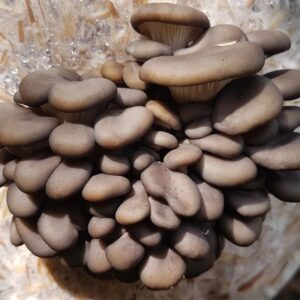 A cluster of grey oyster mushrooms grows from a substrate bag filled with straw, with the background showing blurred greenery and bright light.
