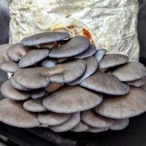 A cluster of grey oyster mushrooms growing from a white substrate block, displayed on a dark surface with a textured background.