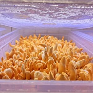 Home 11 A close-up view of orange cordyceps mushrooms growing densely inside a clear plastic container with a lid.