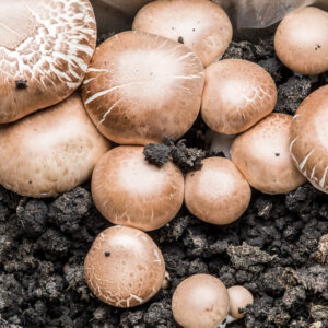 Several light brown mushrooms with white veining, identified as Agaricus bisporus var. hortensis (Brown Portobello), are growing close together on dark, moist soil. The mushrooms vary in size, and some of the caps show visible traces of soil—features that could develop using Mushroom Liquid Culture | Brown Portobello | Agaricus bisporus var. hortensis.