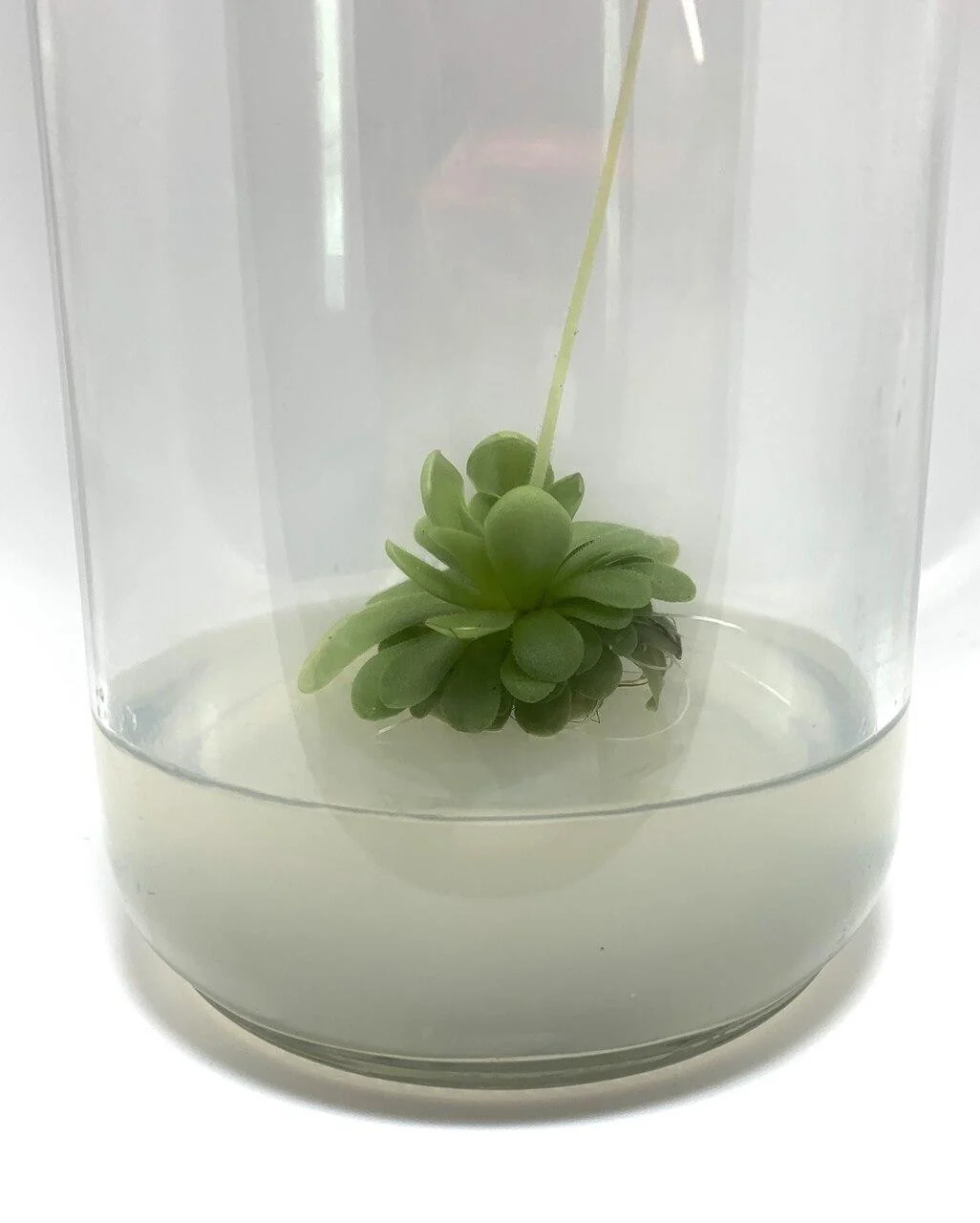 Plant cell Gesolgel-MTC-Gellan gum( Low Acyl) 100g 2 A small green succulent plant is suspended in a clear glass container with cloudy water at the bottom, created using Plant cell Gesolgel-MTC-Gellan gum (Low Acyl) 100g to mimic a natural plant cell environment. The background is white and minimalistic.