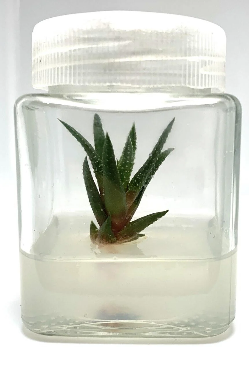 Plant cell Gesolgel-MTC-Gellan gum( Low Acyl) 100g 3 A small green succulent is displayed in a clear plastic jar containing Plant cell Gesolgel-MTC-Gellan gum (Low Acyl) 100g, a translucent gel-like substance, and topped with a white lid. The background is plain white.