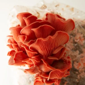 Bright reddish-orange oyster mushrooms with ruffled, fan-shaped caps and visible gills grow on a substrate block against a plain white background.