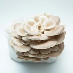 A cluster of light beige oyster mushrooms is growing from a white block of substrate against a plain white background.