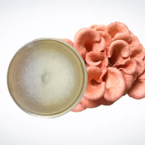 A pink cluster of oyster mushrooms sits next to a petri dish containing a white fungal culture, displayed on a white background.
