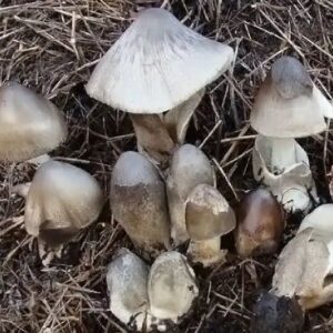 Several mushrooms with pale caps and white stems are growing in a cluster on a bed of dry grass or straw. Some mushrooms are fully open, whilst others are still developing.